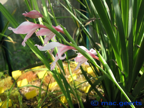 Gladiolus carneus